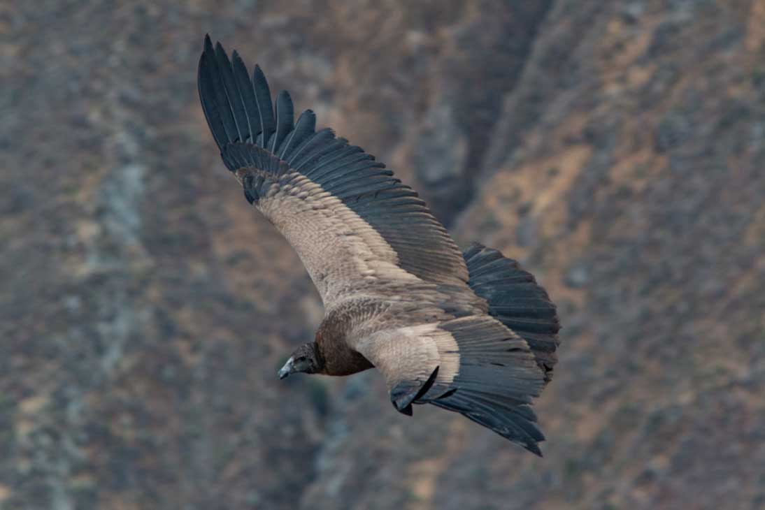 Condor Viewing At Chonta