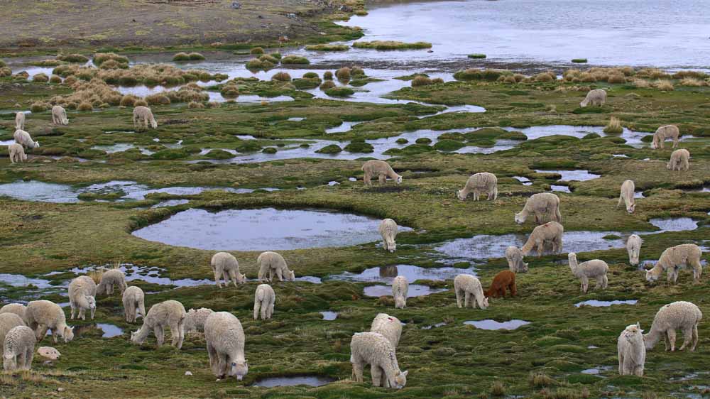 Llamas and Alpacas in Phinaya