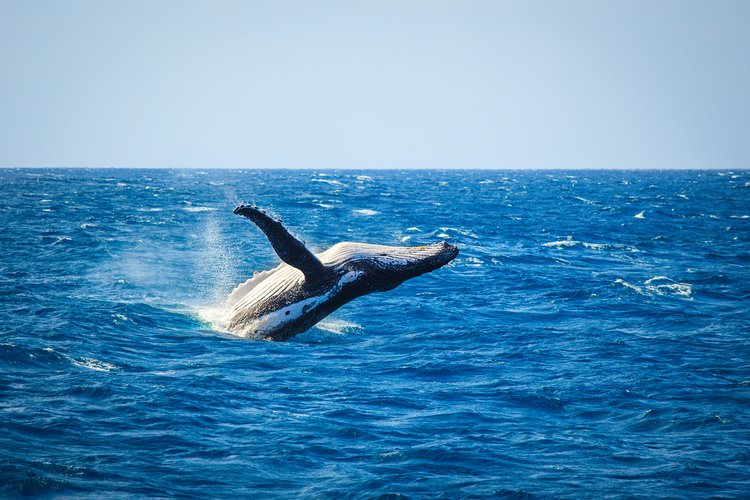 Humpback whales