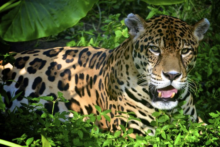 Jaguar