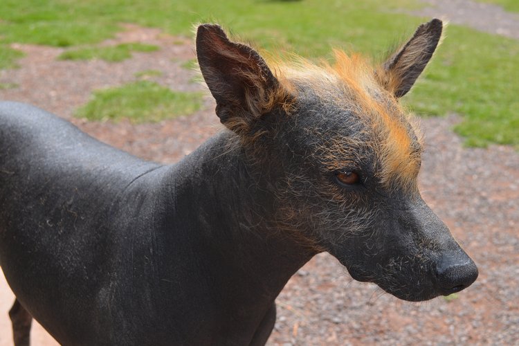 Peruvian hairless dog