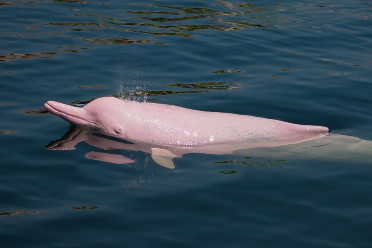 Pink Dolphin