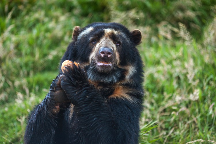 Spectacled bear Endemic Species can be Found in Peru