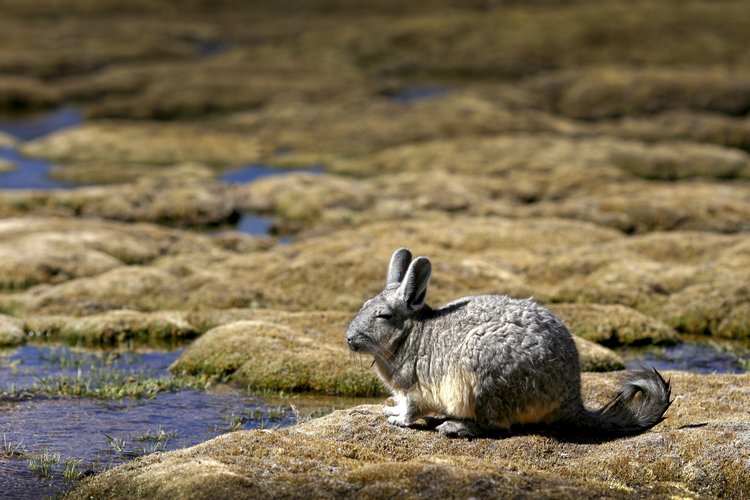 Viscacha