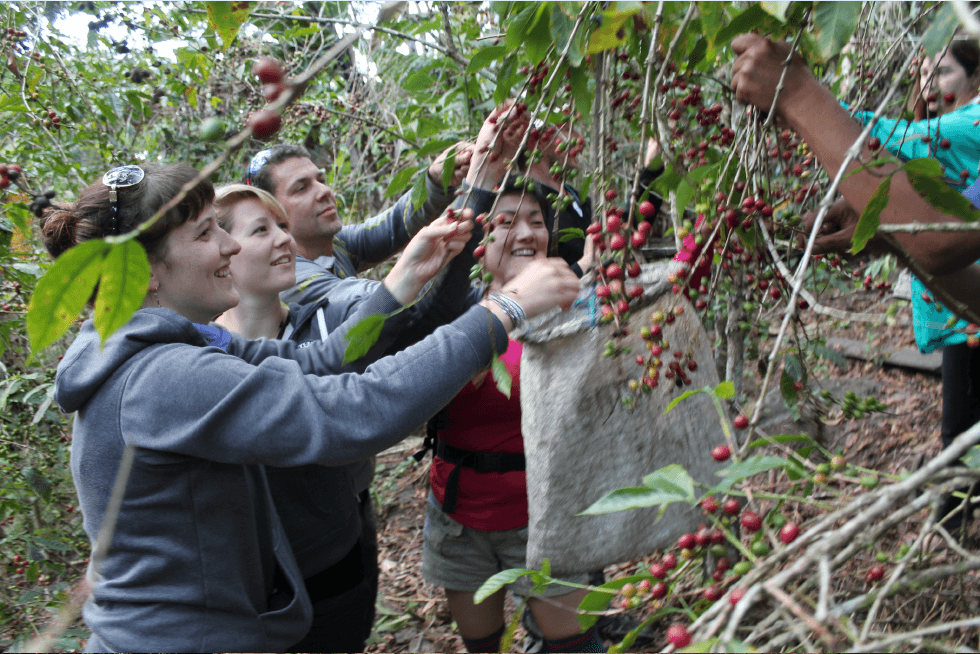 Lucmabamba Coffee Farm to Machu Picchu Pueblo